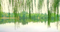 【養(yǎng)生知識】已入五九，六九將至，五九的養(yǎng)生秘訣，你知道嗎？
