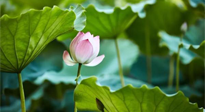【三伏天養(yǎng)生】三伏天養(yǎng)生有六大禁忌，你知道嗎？記得分享給家人知道！