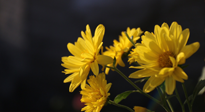 【養(yǎng)生知識】入秋菊花藥膳，美味營養(yǎng)、養(yǎng)生保?。? />
                    </a>
                </div>
            </li>
            
            <li id=