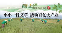 【行業(yè)資訊】向上，特色產(chǎn)業(yè)看河南：南陽艾區(qū)域品牌正在叫響！