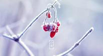 【小寒節(jié)氣】時處二三九，臘月梅花開！