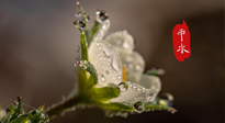 【二十四節(jié)氣灸】雨水節(jié)氣，扶陽(yáng)、祛濕、調(diào)氣血，才是養(yǎng)生重點(diǎn)！艾灸，橫掃濕寒！