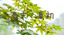 【艾灸養(yǎng)生】春末夏初：上熱下寒癥狀，補不如疏通淤堵，試試艾灸吧！