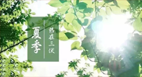 【艾灸三伏天】今年三伏不一般，仙草小助理建議大家早作準(zhǔn)備哦！