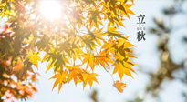 【節(jié)氣飲食】立秋將至，吃最合適的飲食，平穩(wěn)度過季節(jié)交替！